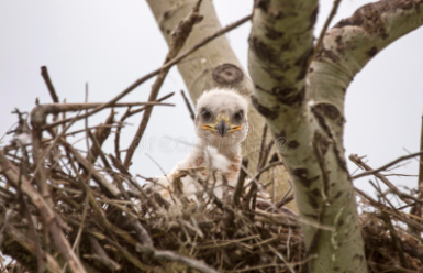 ../../_images/baby_hawk.png